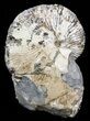 Hoploscaphites Brevis Ammonite - South Dakota #43938-1